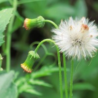 Crassocephalum crepidioides (Benth.) S.Moore